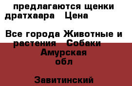 предлагаются щенки дратхаара › Цена ­ 20 000 - Все города Животные и растения » Собаки   . Амурская обл.,Завитинский р-н